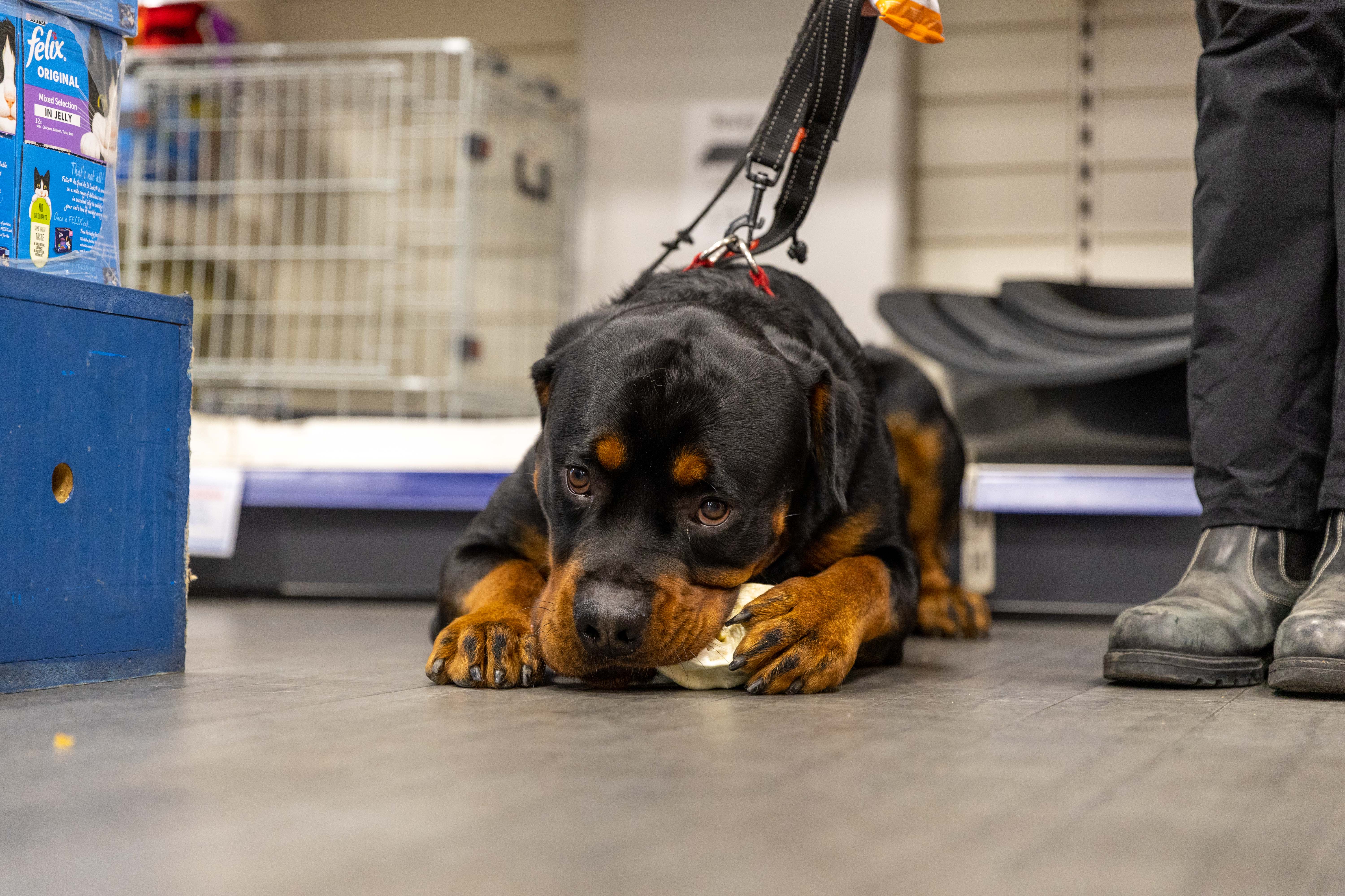dog in wcf store